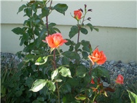 d5acedec-Picture 4188.jpg